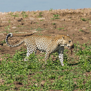 South Luangwa - Luipaard and hyena